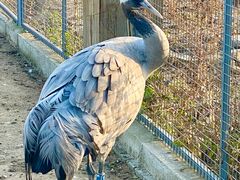 -盐城丹顶鹤湿地生态旅游区