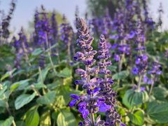 -汉长安城未央宫国家考古遗址公园