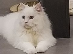 -飞行喵MR PILOT|猫舍·猫咖(静安大融城店)