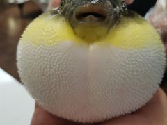 -肆月河豚·新淮扬(金融街店)
