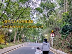 -银湖山郊野公园-相思林