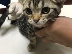 -美联众合宠物医院·爱萌分院·内外科·猫科中心
