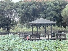 -莲花岛景区