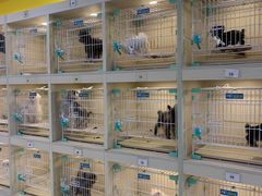 -宠爱多约克夏马尔济斯泰迪小型犬专卖