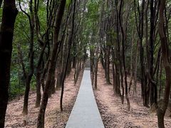 -火炉山森林公园