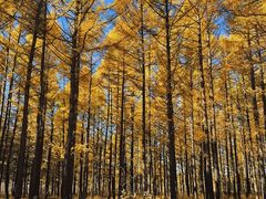 -塞罕坝国家级自然保护区