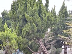 -盐城丹顶鹤湿地生态旅游区
