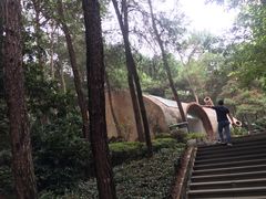 -铁山坪森林公园