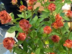 -茶理宜世(东方宝泰店)