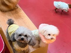 -和它·交个朋友·狗咖猫咖(爱琴海店)