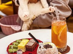 -滚猫咖啡·猫咖·猫友好撸猫(未来城店)
