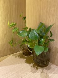 -娇莉芙美颜SPA连锁