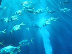-亚特兰蒂斯•OSSIANO奥西亚诺海底餐厅