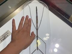 -上海昆虫博物馆