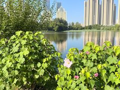 -月湖风景区