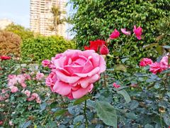 -人民公园(罗湖区)