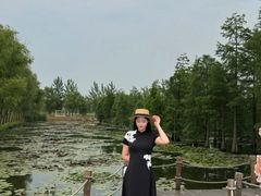 -池杉湖湿地公园