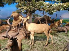 -国家自然博物馆