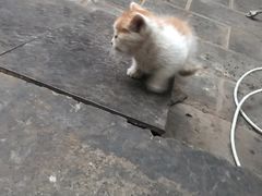 -新疆狼爷烤肉(宋庄店)