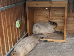 -廊坊固安福朋喜来登酒店