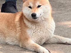 -柴犬高等学院·狗咖·柴犬售卖·宠物训练