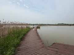 -盐城丹顶鹤湿地生态旅游区