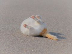 -肯德基(珠峰店)