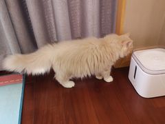 -猫大福·Fortune Cat猫舍(百子湾店)