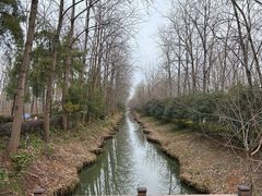 -合肥滨湖国家森林公园