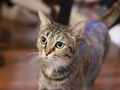 -猫友咖啡店(玉林西路店)