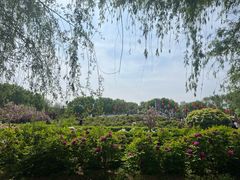 -洛阳市隋唐城遗址植物园