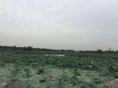 -白洋淀景区