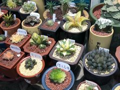 -万商花鸟市场