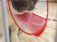 -美联众合宠物医院·爱萌分院·内外科·猫科中心