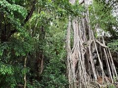 -中国科学院西双版纳热带植物园
