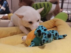 -逗柴咖啡屋·狗咖猫咖宠物桌游