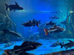 -多彩贵州城极地海洋世界