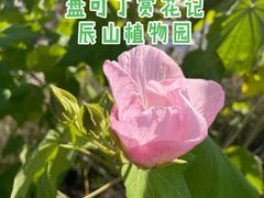 -上海辰山植物园