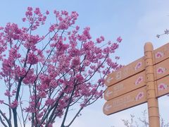 -顾村公园