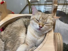 -飞行喵MR PILOT|猫舍·猫咖(静安大融城店)