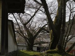 -醍醐寺
