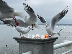 -海埂大坝