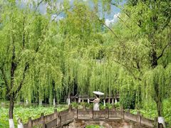 -桂湖森林公园