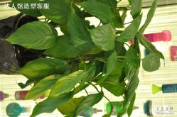 DSC_1188-DRG达人馆造型