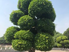 -建水文庙