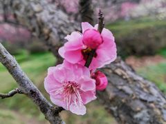 -梅花山(明孝陵内)