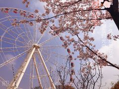 -顾村公园