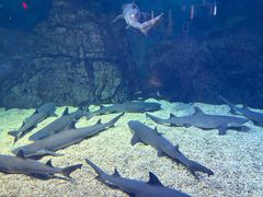 -烟台海昌鲸鲨海洋公园