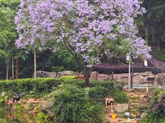 -重庆彩云湖湿地公园
