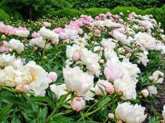 -上海鲜花港